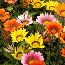 Gazania lśniąca - 130 nasion