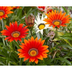 Gazania lśniąca - 130 nasion