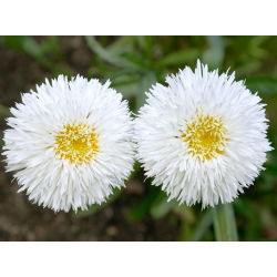 Złocień o kwiatach półpełnych Crazy Daisy - 160 nasion
