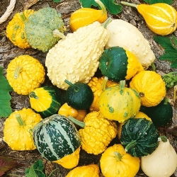 Dynia ozdobna brodawkowa - 30 nasion