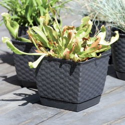 Kwadratowa doniczka z podstawką Ratolla - 24 cm - umbra, ciemny brąz - Prosperplast