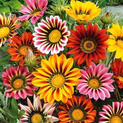 Gazania lśniąca - 130 nasion