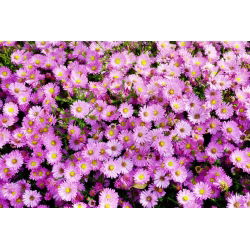 Aster alpejski - mieszanka - 240 nasion