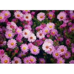 Aster alpejski - mieszanka - 240 nasion