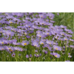 Aster alpejski - mieszanka - 240 nasion