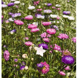 Aster chiński karłowy – mieszanka - 625 nasion