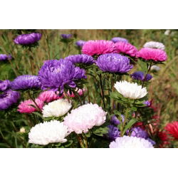 Aster chiński karłowy – mieszanka - 625 nasion