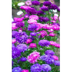 Aster chiński karłowy – mieszanka - 625 nasion