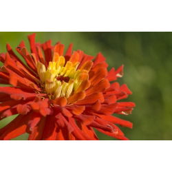 Cynia kaktusowa – mieszanka - 120 nasion