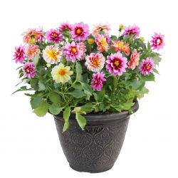Dalia zmienna – mieszanka półpełna - 120 nasion