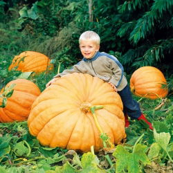 Dynia olbrzymia - Atlantic Giant - gigantyczne owoce, nawet 300 kg - 12 nasiona