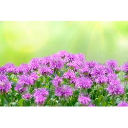 Monarda, Pysznogłówka cytrynowa - 180 nasion