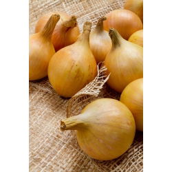 Cebula Ailsa Craig - gigantyczne cebule, nawet 1kg! - 500 nasion