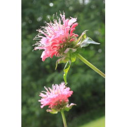 Monarda, pysznogłówka dwoista - mieszanka - 180 nasion