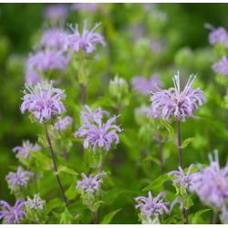 Monarda, pysznogłówka dwoista - mieszanka - 180 nasion