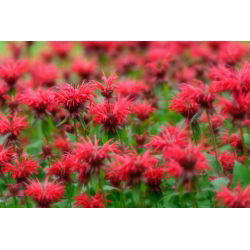 Monarda, pysznogłówka dwoista - mieszanka - 180 nasion