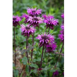 Monarda, pysznogłówka dwoista - mieszanka - 180 nasion