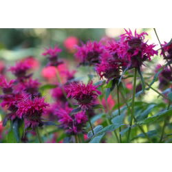 Monarda, pysznogłówka dwoista - mieszanka - 180 nasion