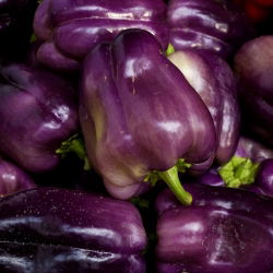 Papryka słodka do uprawy w gruncie - ODA - 80 nasion