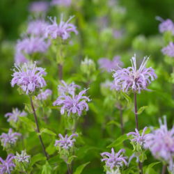 Monarda, Pysznogłówka cytrynowa - 180 nasion
