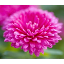 Aster chiński karłowy Milady Rose - 500 nasion