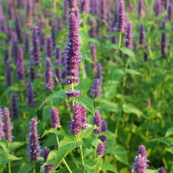 Agastache, Kłosowiec - 210 nasion