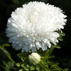 Aster chiński - Polska Flaga - 450 nasion