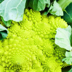 Kalafior o róży zielonej Romanesco natalino - 270 nasion