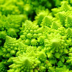 Kalafior o róży zielonej Romanesco natalino - 270 nasion