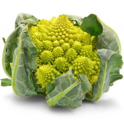 Kalafior o róży zielonej Romanesco natalino - 270 nasion