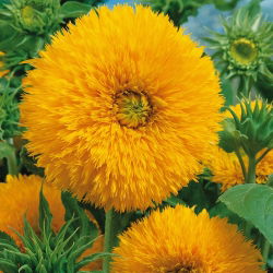 Słonecznik ozdobny wysoki – Sungold Tall - 80 nasion