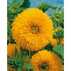 Słonecznik ozdobny wysoki – Sungold Tall - 80 nasion