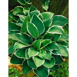Hosta - Funkia Fortunei Francee - 1 kłącze