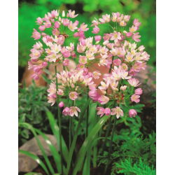 Czosnek różowy - Allium roseum - 20 cebulek