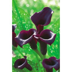 Zantedeschia, Calla - Kalla, Kalia Czarna - Schwarzwalder - 1 cebula