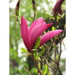 Magnolia Susan - ciemnoróżowa