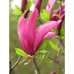 Magnolia Susan - ciemnoróżowa