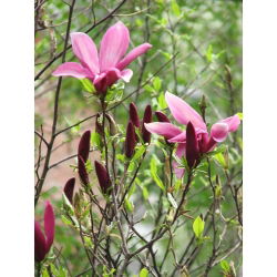 Magnolia Susan - ciemnoróżowa