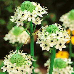 Śniedek Saundersa - Ornithogalum saundersiae - 1 cebula