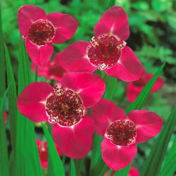 Tigridia - Tygrysówka różowa Pink - 10 cebulek