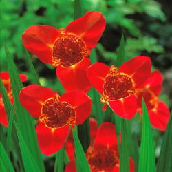 Tigridia - Tygrysówka czerwona Red - 10 cebulek
