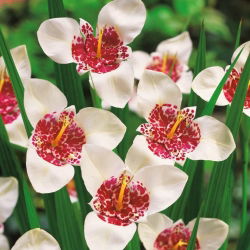 Tigridia - Tygrysówka biała White - 10 cebulek
