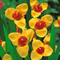 Tigridia - Tygrysówka żółta Yellow - 10 cebulek