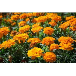 Aksamitka rozpierzchła Petite Orange - 350 nasion