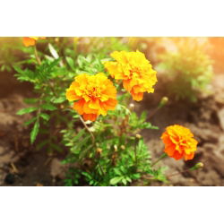 Aksamitka rozpierzchła Petite Orange - 350 nasion