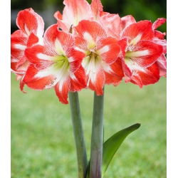 Hippeastrum, Amarylis, Zwartnica - Minerva - 1 cebula