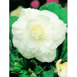 Begonia podwójna (pełna) - biała - 2 bulwy