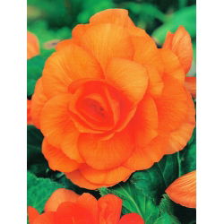 Begonia podwójna (pełna) - pomarańczowa - 2 bulwy