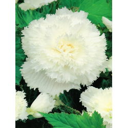 Begonia strzępiasta Fimbriata - biała - 2 bulwy