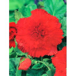 Begonia strzępiasta Fimbriata - czerwona - 2 bulwy